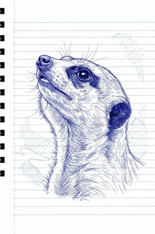 Pet image